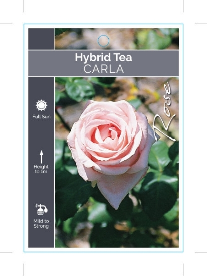Picture of ROSE CARLA (HT)                                                                                                                                       