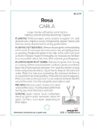 Picture of ROSE CARLA (HT)                                                                                                                                       