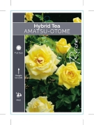 Picture of ROSE AMATSU OTOME (HT)                                                                                                                                