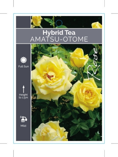 Picture of ROSE AMATSU OTOME (HT)                                                                                                                                