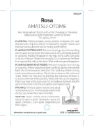 Picture of ROSE AMATSU OTOME (HT)                                                                                                                                