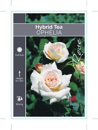 Picture of ROSE OPHELIA (HT)                                                                                                                                     