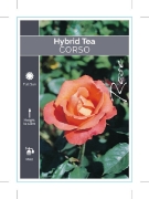 Picture of ROSE CORSO (HT)                                                                                                                                       