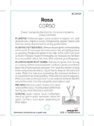 Picture of ROSE CORSO (HT)                                                                                                                                       