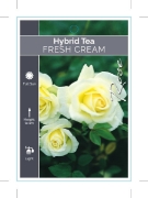 Picture of ROSE FRESH CREAM (HT)                                                                                                                                 