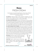 Picture of ROSE FRESH CREAM (HT)                                                                                                                                 