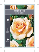 Picture of ROSE DELORE (HT)                                                                                                                                      