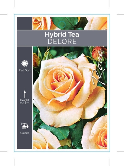 Picture of ROSE DELORE (HT)                                                                                                                                      
