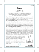 Picture of ROSE DELORE (HT)                                                                                                                                      