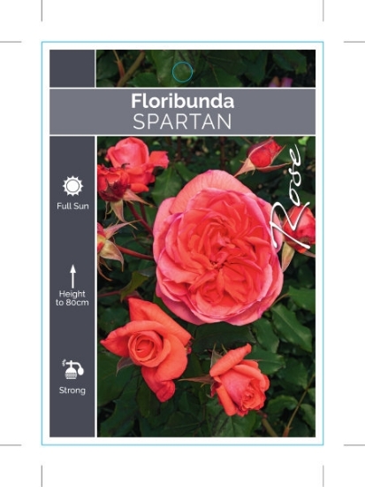 Picture of ROSE SPARTAN (FL)                                                                                                                                     