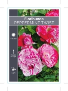 Picture of ROSE PEPPERMINT TWIST (FL)                                                                                                                            