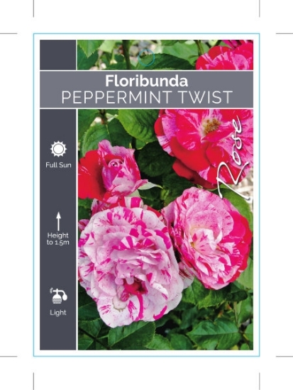 Picture of ROSE PEPPERMINT TWIST (FL)                                                                                                                            