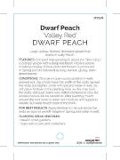 Picture of FRUIT PEACH DWARF VALLEY RED                                                                                                                          
