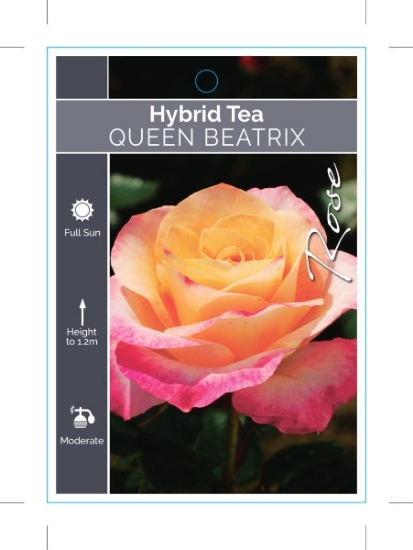 Picture of ROSE QUEEN BEATRIX (HT)                                                                                                                               