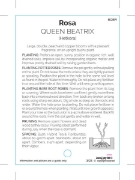 Picture of ROSE QUEEN BEATRIX (HT)                                                                                                                               