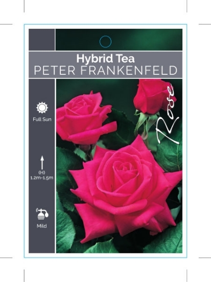 Picture of ROSE PETER FRANKENFELD (HT)                                                                                                                           