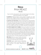 Picture of **ROSE PINK PEACE (HT)                                                                                                                                