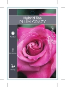 Picture of **ROSE PLUM CRAZY (HT)                                                                                                                                