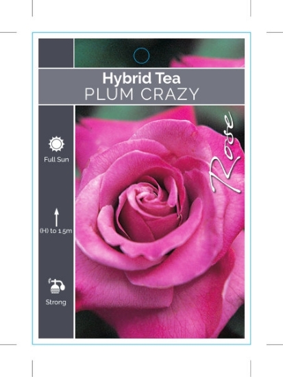 Picture of **ROSE PLUM CRAZY (HT)                                                                                                                                