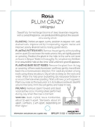 Picture of **ROSE PLUM CRAZY (HT)                                                                                                                                