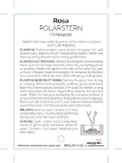 Picture of ROSE POLARSTERN (HT)                                                                                                                                  