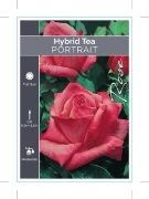 Picture of **ROSE PORTRAIT (HT)                                                                                                                                  