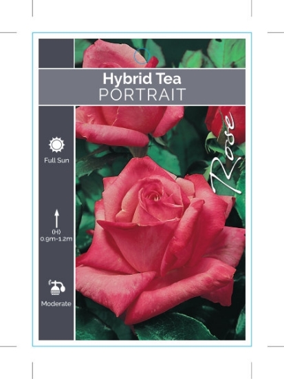 Picture of **ROSE PORTRAIT (HT)                                                                                                                                  