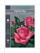 Picture of ROSE PRINCESS MARGARET (HT)                                                                                                                           