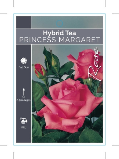 Picture of ROSE PRINCESS MARGARET (HT)                                                                                                                           