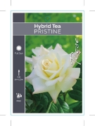 Picture of **ROSE PRISTINE (HT)                                                                                                                                  