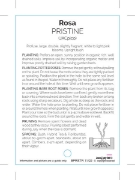 Picture of **ROSE PRISTINE (HT)                                                                                                                                  