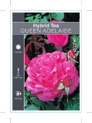 Picture of **ROSE QUEEN ADELAIDE (HT)                                                                                                                            