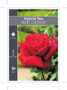 Picture of ROSE RED CEDAR (HT)                                                                                                                                   