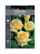 Picture of ROSE RUSTICA (HT)                                                                                                                                     