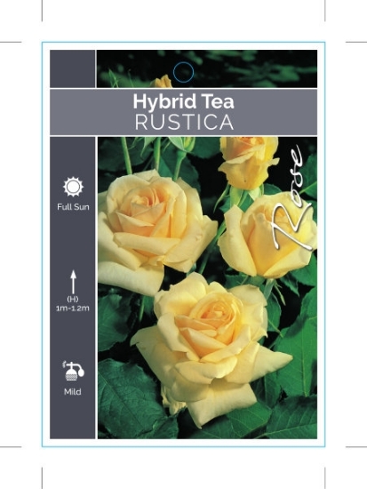 Picture of ROSE RUSTICA (HT)                                                                                                                                     