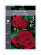 Picture of **ROSE SAMANTHA (HT)                                                                                                                                  