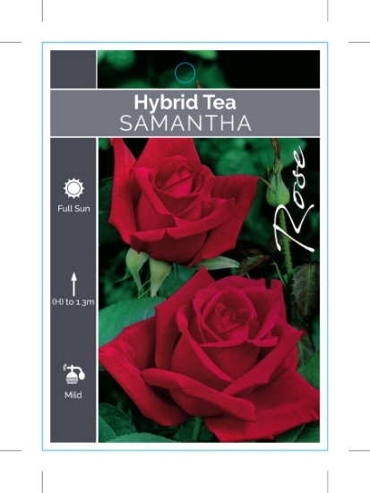 Picture of **ROSE SAMANTHA (HT)                                                                                                                                  