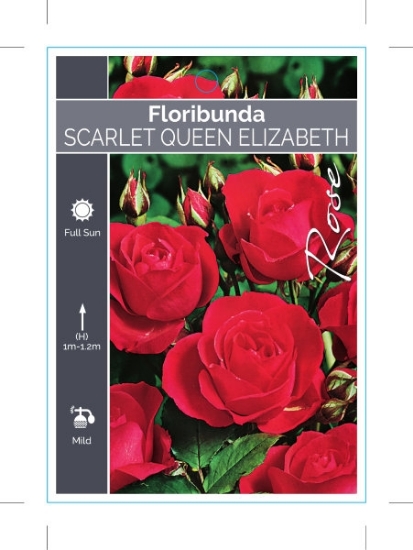 Picture of ROSE SCARLET QUEEN ELIZABETH (FL)                                                                                                                     