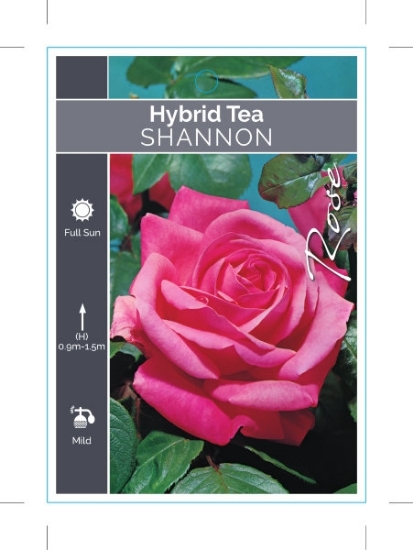 Picture of **ROSE SHANNON (HT)                                                                                                                                   
