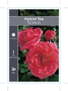 Picture of ROSE SONIA (SYN SONIA MEILLAND) (HT)                                                                                                                  