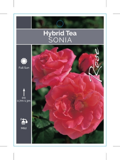 Picture of ROSE SONIA (SYN SONIA MEILLAND) (HT)                                                                                                                  