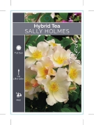 Picture of **ROSE SALLY HOLMES (HT)                                                                                                                              