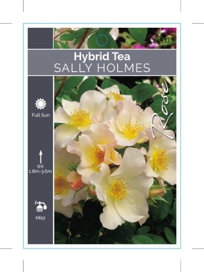 Picture of **ROSE SALLY HOLMES (HT)                                                                                                                              
