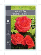 Picture of **ROSE SUPER STAR (HT)                                                                                                                                