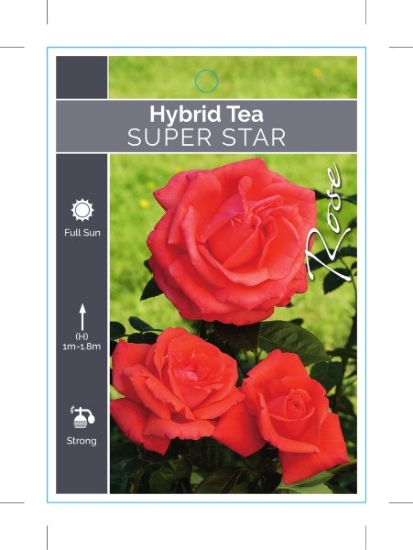 Picture of **ROSE SUPER STAR (HT)                                                                                                                                