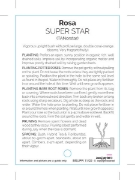 Picture of **ROSE SUPER STAR (HT)                                                                                                                                
