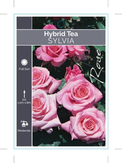 Picture of ROSE SYLVIA (HT)                                                                                                                                      