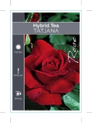 Picture of ROSE TATJANA (HT)                                                                                                                                     