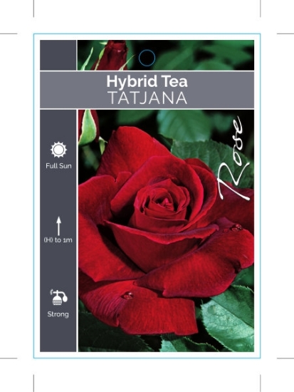 Picture of ROSE TATJANA (HT)                                                                                                                                     