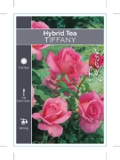 Picture of **ROSE TIFFANY (HT)                                                                                                                                   